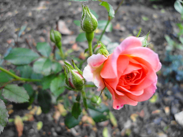 a0224537_4441889.jpg