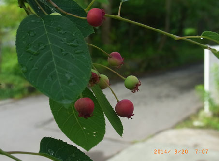 b0075364_19122568.jpg