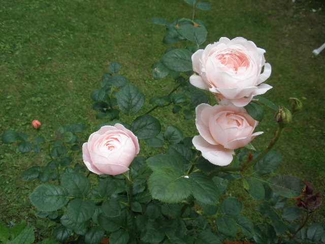d0150967_21352775.jpg