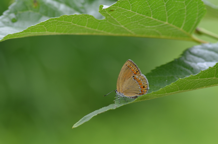 a0277496_14542234.jpg