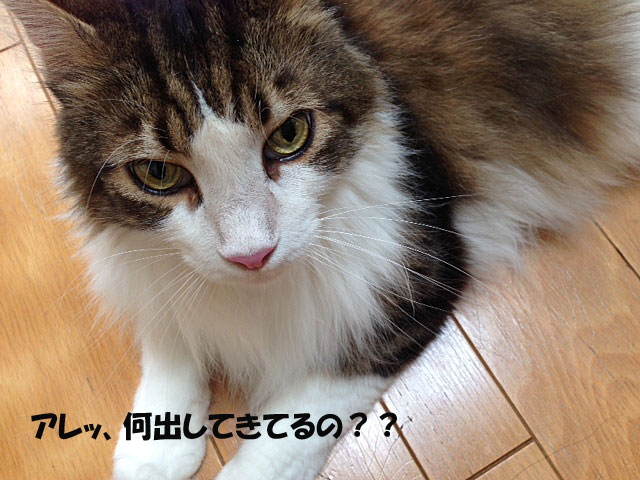 e0195115_128923.jpg