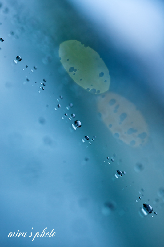 c0037519_913759.jpg