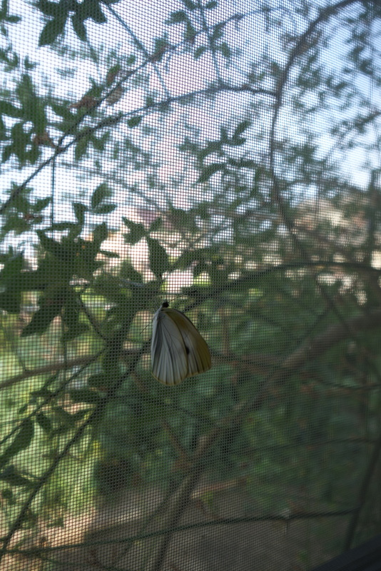 c0216472_21164285.jpg