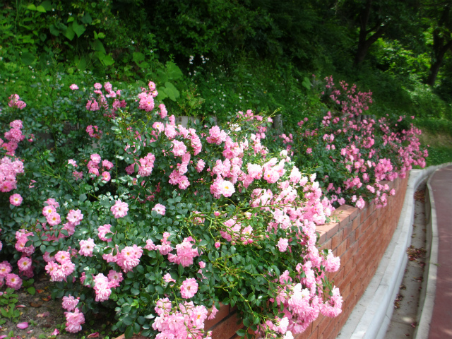 e0106372_1559158.jpg