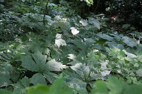 e0209997_01483185.jpg