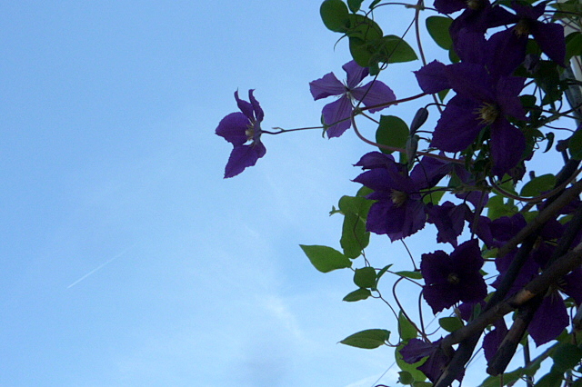 a0214206_0423197.jpg