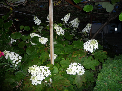 b0035611_20113086.jpg