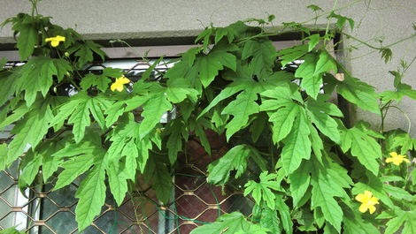 c0236632_7542939.jpg