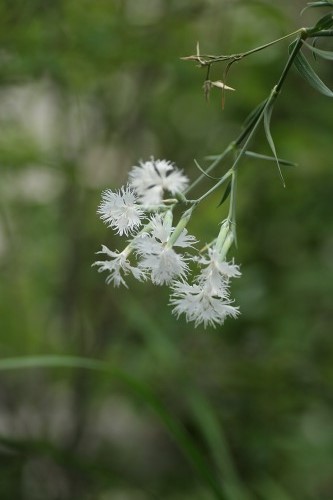 c0186463_17302399.jpg