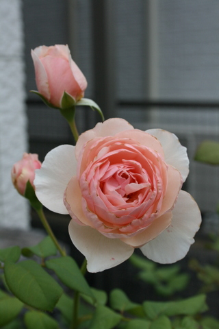c0248269_8431155.jpg