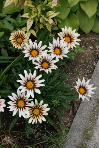 c0248269_8441128.jpg