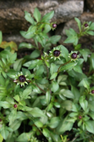 c0248269_8462815.jpg