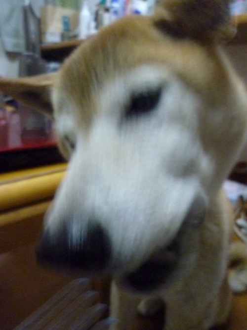 c0123890_21255548.jpg