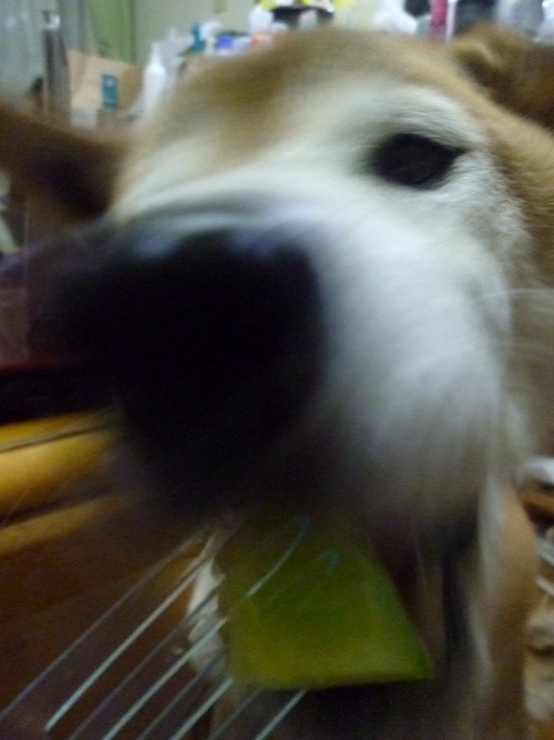 c0123890_21261324.jpg