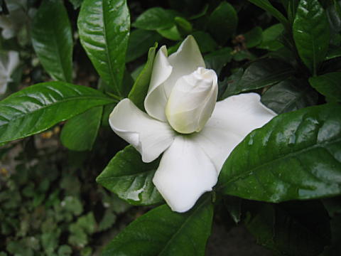 d0046702_1551871.jpg