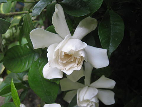d0046702_1554113.jpg