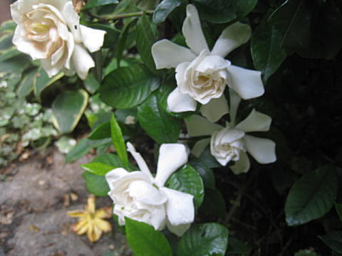d0046702_156299.jpg