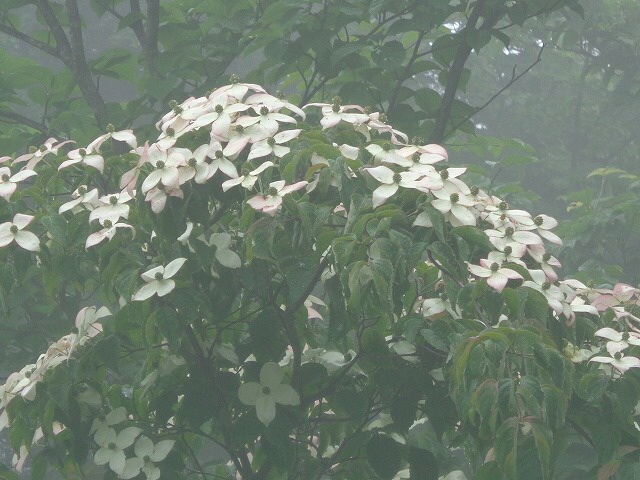 b0326303_16534762.jpg