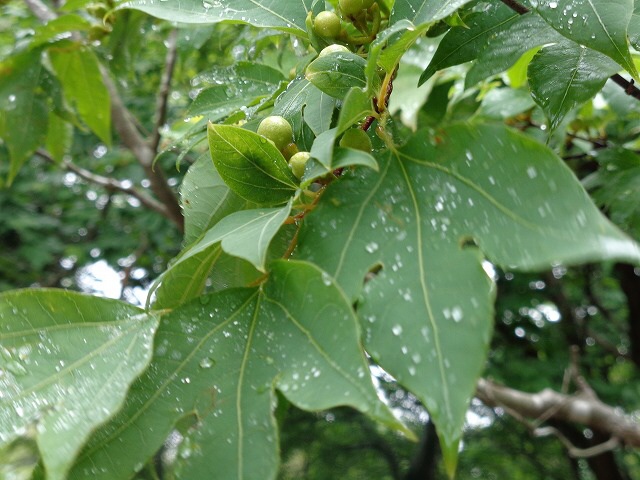 b0326303_16545395.jpg