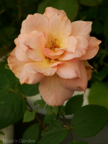 b0099813_4553243.jpg