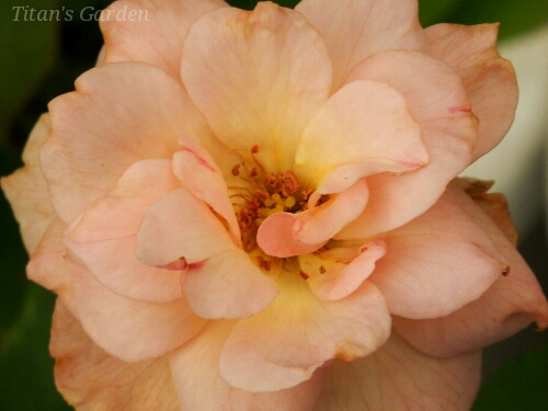 b0099813_4553278.jpg