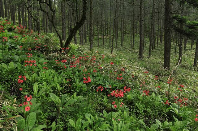 e0242721_23244591.jpg
