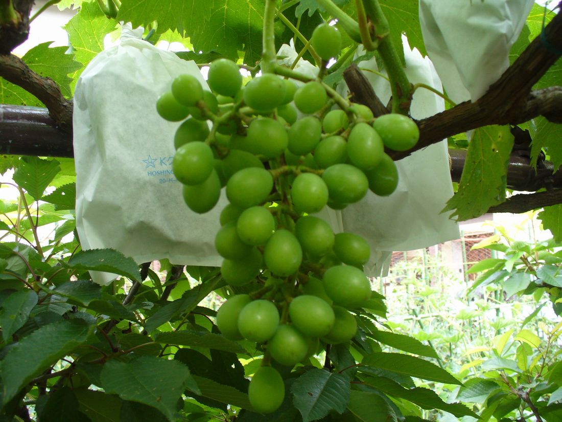 f0346527_2156377.jpg