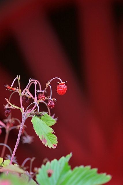 a0242438_19351835.jpg