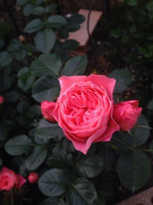 a0279990_1948362.jpg