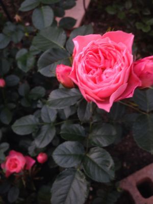 a0279990_19555450.jpg