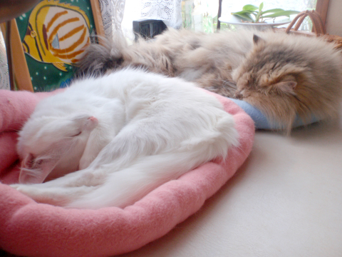 ターキッシュアンゴラ グリーンアイド ホワイト Green-Eyed White Turkish Angora Spay ターキッシュアンゴラ グリーンアイド ホワイト Green-Eyed White Turkish Angora Spay