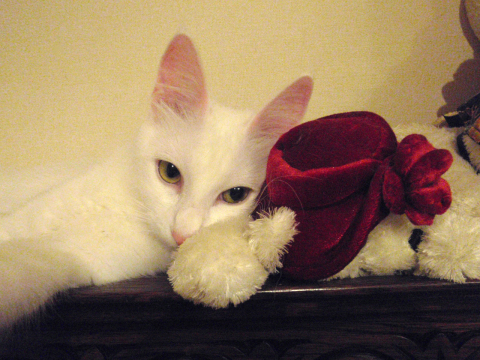 ターキッシュアンゴラ グリーンアイド ホワイト Green-Eyed White Turkish Angora Spay ターキッシュアンゴラ グリーンアイド ホワイト Green-Eyed White Turkish Angora Spay