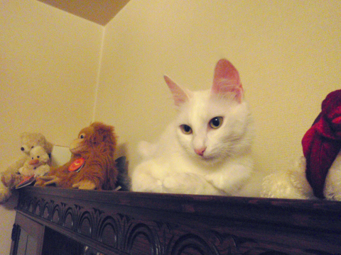 ターキッシュアンゴラ グリーンアイド ホワイト Green-Eyed White Turkish Angora Spay ターキッシュアンゴラ グリーンアイド ホワイト Green-Eyed White Turkish Angora Spay