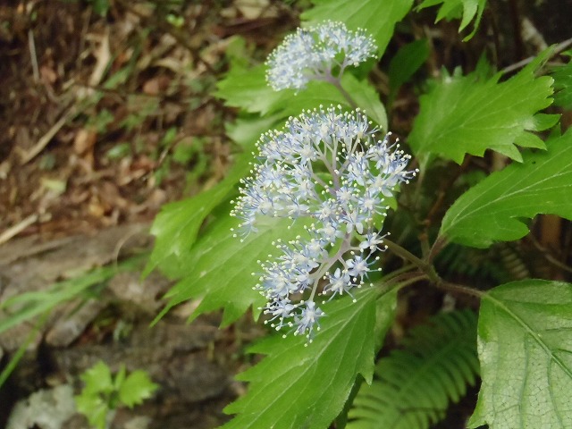 c0147398_2039551.jpg