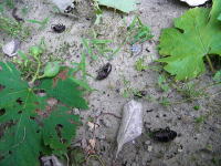 e0107304_23113873.jpg