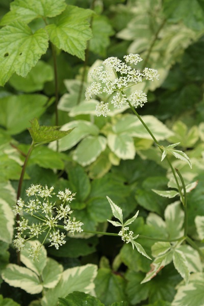 d0001008_2128755.jpg