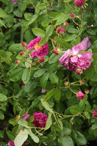 d0001008_21311464.jpg
