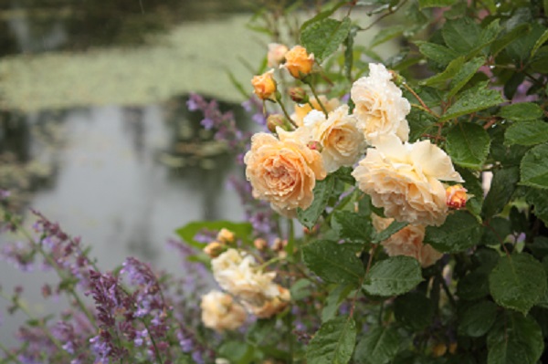 d0001008_21342383.jpg