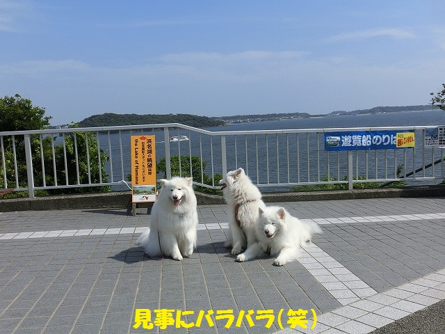 e0196135_23471826.jpg