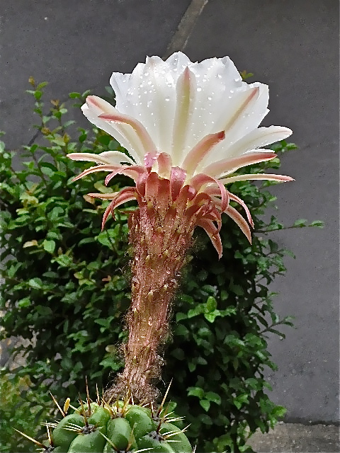 b0027736_11283520.jpg