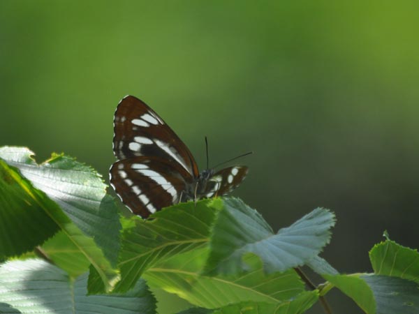 c0045352_1731272.jpg