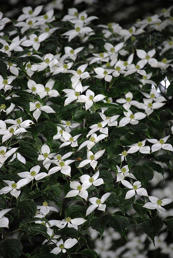 a0001354_23472819.gif