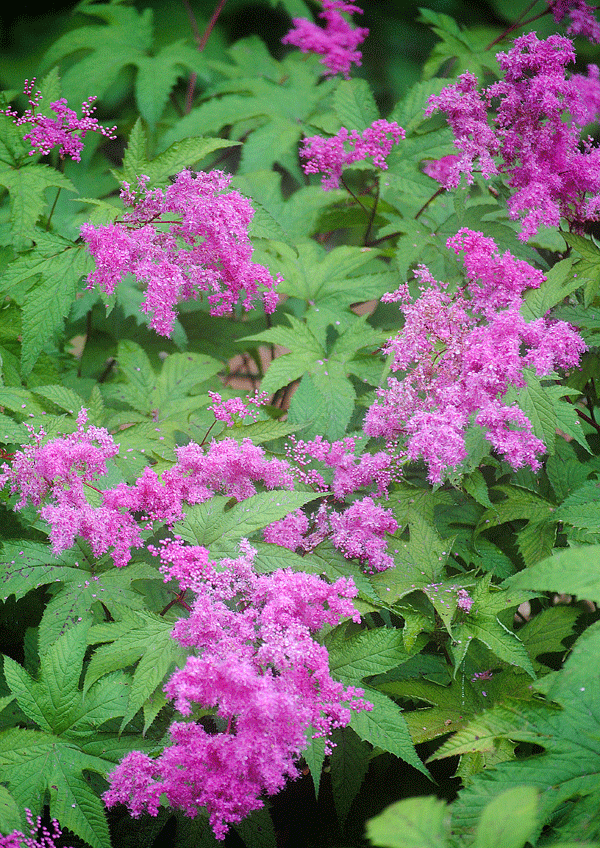 a0001354_23475992.gif