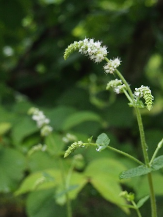 b0246758_11302360.jpg