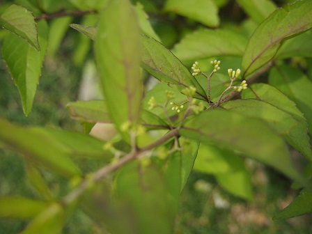b0246758_11311083.jpg