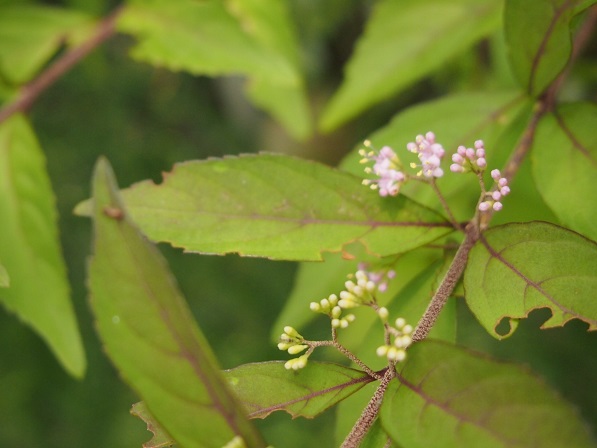 b0246758_11323579.jpg