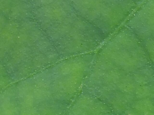 e0145782_7145161.jpg