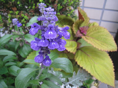 d0046702_9445691.jpg