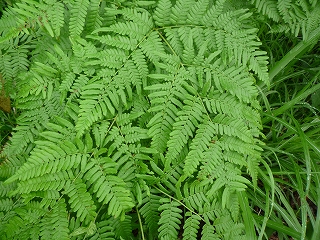 c0189218_8231916.jpg