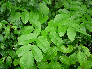 c0189218_8233365.jpg